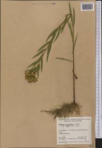 Euthamia graminifolia (L.) Nutt., America (AMER) (Canada)