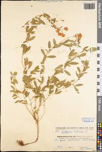 Lathyrus tuberosus L., Eastern Europe, North Ukrainian region (E11) (Ukraine)