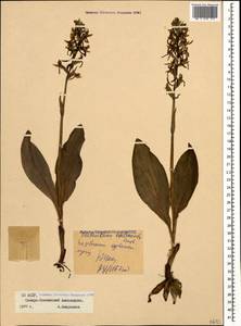 Platanthera chlorantha (Custer) Rchb., Caucasus, North Ossetia, Ingushetia & Chechnya (K1c) (Russia)