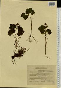Rubus chamaemorus L., Siberia, Yakutia (S5) (Russia)
