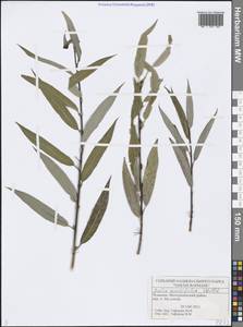 Salix acutifolia Willd., Eastern Europe, Middle Volga region (E8) (Russia)