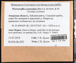 Sarmentypnum exannulatum (Schimp.) Hedenäs, Bryophytes, Bryophytes - Russian Far East (excl. Chukotka & Kamchatka) (B20) (Russia)