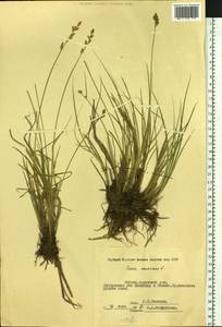 Carex canescens subsp. canescens, Siberia, Yakutia (S5) (Russia)