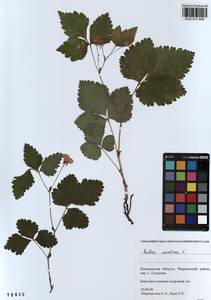 Rubus arcticus L., Siberia, Altai & Sayany Mountains (S2) (Russia)