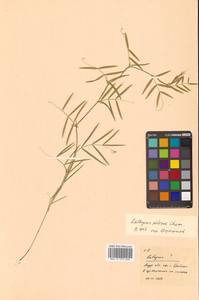 Lathyrus palustris subsp. palustris, Siberia, Russian Far East (S6) (Russia)