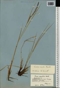 Carex recta Boott, Eastern Europe, Northern region (E1) (Russia)