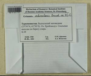 Grimmia orbicularis Bruch ex Wilson, Bryophytes, Bryophytes - Middle Asia & Kazakhstan (B16) (Turkmenistan)