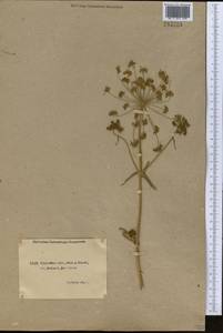 Apiaceae, Middle Asia, Caspian Ustyurt & Northern Aralia (M8) (Kazakhstan)