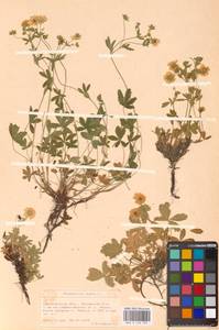 Potentilla aurea L., Eastern Europe, West Ukrainian region (E13) (Ukraine)