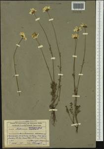 Tripleurospermum ambiguum (Ledeb.) Franch. & Sav., Siberia, Altai & Sayany Mountains (S2) (Russia)