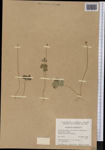 Coptidium lapponicum (L.) Á. Löve & D. Löve, America (AMER) (Canada)