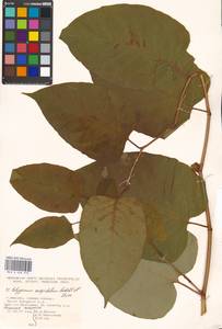 Reynoutria japonica Houtt., Eastern Europe, Moscow region (E4a) (Russia)