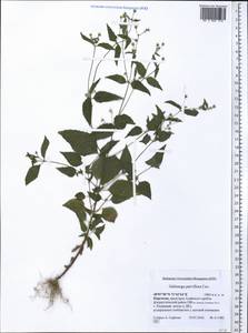 Galinsoga parviflora Cav., Middle Asia, Pamir & Pamiro-Alai (M2) (Kyrgyzstan)