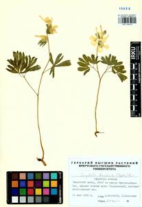 Corydalis bracteata (Steph.) Pers., Siberia, Baikal & Transbaikal region (S4) (Russia)