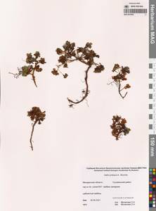 Salix jurtzevii A.K.Skvortsov, Siberia, Chukotka & Kamchatka (S7) (Russia)