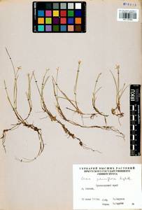 Carex pauciflora Lightf., Siberia, Central Siberia (S3) (Russia)