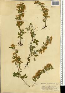 Spiraea flexuosa Fisch. ex Cambess., Mongolia (MONG) (Mongolia)