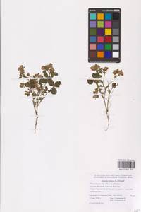 Trifolium retusum L., Eastern Europe, Rostov Oblast (E12a) (Russia)