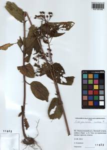 Scrophularia nodosa L., Siberia, Altai & Sayany Mountains (S2) (Russia)