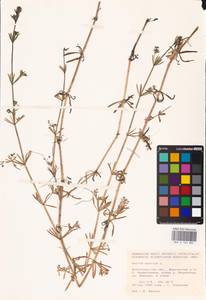 Galium spurium L., Eastern Europe, Lower Volga region (E9) (Russia)