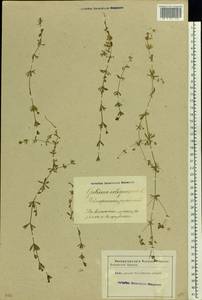 Galium uliginosum L., Eastern Europe, Latvia (E2b) (Latvia)