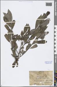 Salix, Middle Asia, Caspian Ustyurt & Northern Aralia (M8) (Kazakhstan)