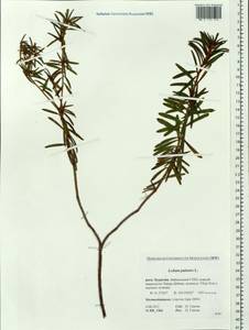 Rhododendron tomentosum (Stokes) Harmaja, Siberia, Baikal & Transbaikal region (S4) (Russia)