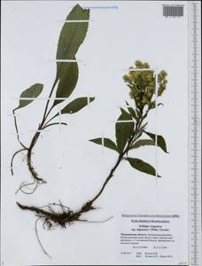 Solidago virgaurea subsp. lapponica (With.) Tzvelev, Eastern Europe, Northern region (E1) (Russia)