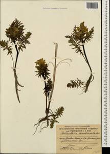 Pedicularis condensata M. Bieb., Caucasus, South Ossetia (K4b) (South Ossetia)