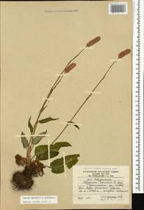 Bistorta carnea (K. Koch) Kom., Caucasus, South Ossetia (K4b) (South Ossetia)