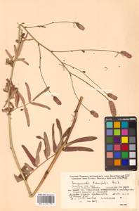 Poterium tenuifolium (Fisch. ex Link) Franch. & Sav., Siberia, Russian Far East (S6) (Russia)