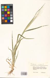 Hordeum vulgare L., Eastern Europe, Lithuania (E2a) (Lithuania)