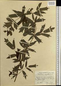 Thalictrum simplex L., Siberia, Russian Far East (S6) (Russia)