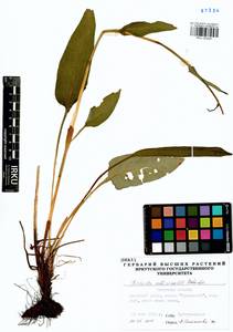 Bistorta officinalis, Siberia, Baikal & Transbaikal region (S4) (Russia)