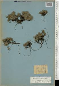 Artemisia alpina Pall. ex Willd., Caucasus, Dagestan (K2) (Russia)