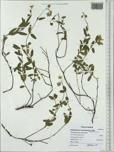 Helianthemum nummularium subsp. obscurum (Celak.) J. Holub, Western Europe (EUR) (Austria)
