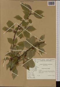 Prunus avium (L.) L., Western Europe (EUR) (Denmark)