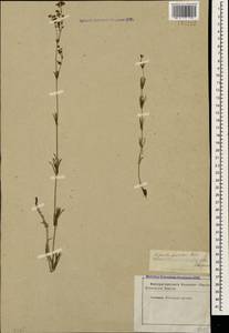 Galium xeroticum (Klokov) Pobed., Caucasus, Stavropol Krai, Karachay-Cherkessia & Kabardino-Balkaria (K1b) (Russia)