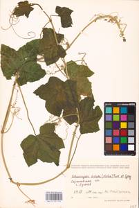 Echinocystis lobata (Michx.) Torr. & Gray, Eastern Europe, Lower Volga region (E9) (Russia)