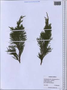 Juniperus sabina L., Eastern Europe, Eastern region (E10) (Russia)