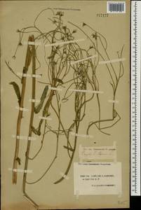 Crepis tectorum L., Eastern Europe, South Ukrainian region (E12) (Ukraine)