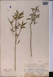 Euonymus nanus M. Bieb., Middle Asia, Northern & Central Tian Shan (M4) (Kazakhstan)