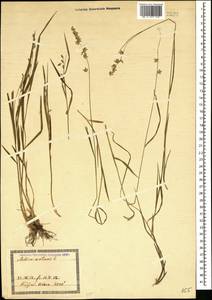 Melica nutans L., Caucasus, Georgia (K4) (Georgia)
