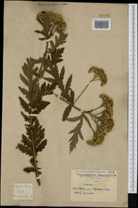 Tanacetum macrophyllum (Waldst. & Kit.) Sch. Bip., Western Europe (EUR) (Serbia)