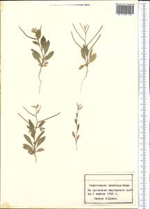 Malcolmia, Middle Asia, Karakum (M6) (Turkmenistan)