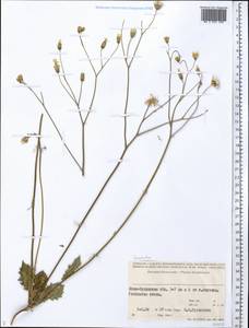 Asteraceae, Middle Asia, Syr-Darian deserts & Kyzylkum (M7) (Kazakhstan)