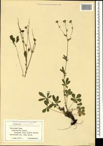 Potentilla recta subsp. pilosa (Willd.) Jáv., Crimea (KRYM) (Russia)