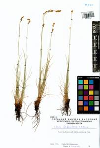 Carex macroprophylla (Y.C.Yang) S.R.Zhang, Siberia, Baikal & Transbaikal region (S4) (Russia)