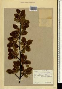 Fagus orientalis Lipsky, Crimea (KRYM) (Russia)