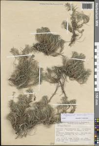 Polycnemum perenne Litv., Middle Asia, Western Tian Shan & Karatau (M3) (Kyrgyzstan)